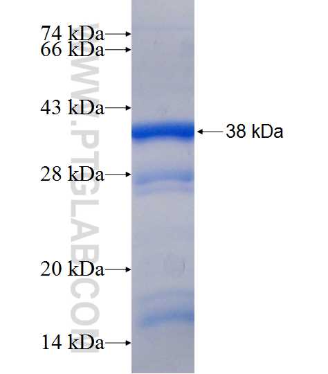 ARID3A fusion protein Ag7655 SDS-PAGE