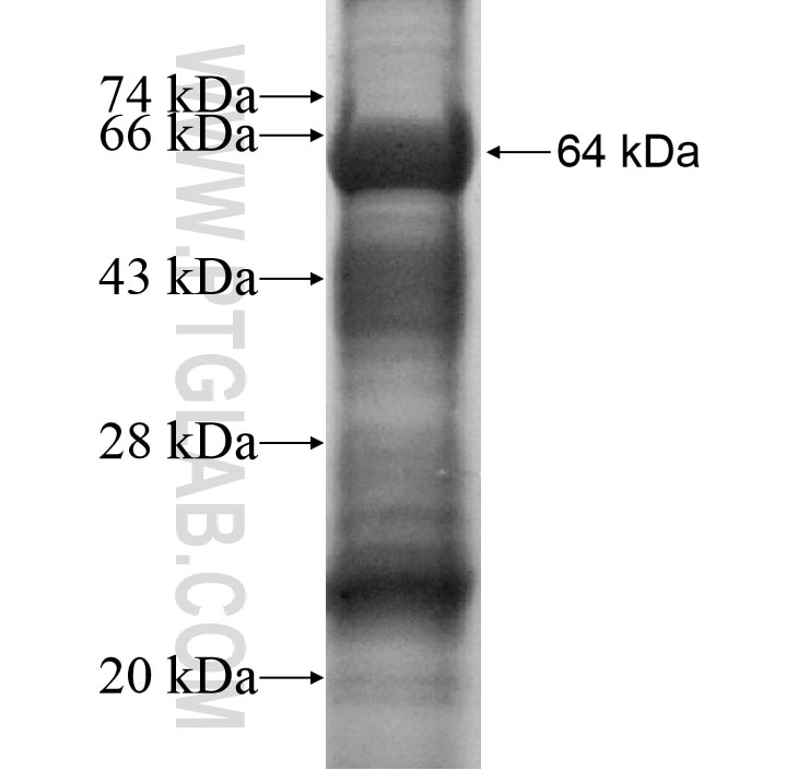 ARID3B fusion protein Ag10545 SDS-PAGE