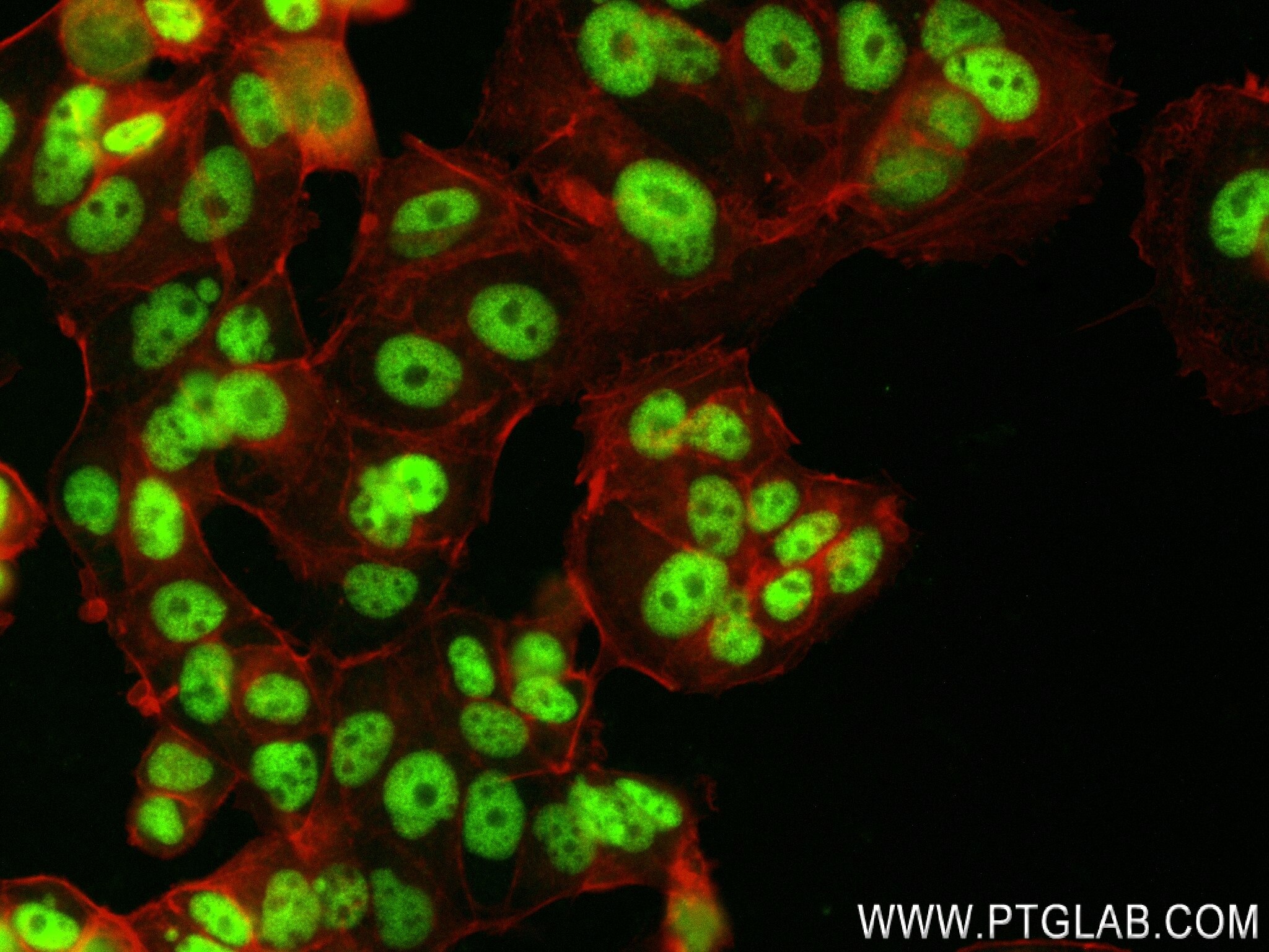 Immunofluorescence (IF) / fluorescent staining of MCF-7 cells using ARID4A Recombinant antibody (83489-1-RR)