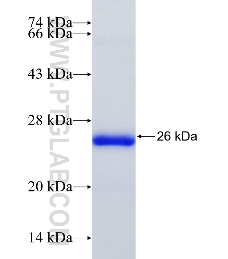 ARID5A fusion protein Ag34987 SDS-PAGE ARID5A fusion protein Ag34987 SDS-PAGE
