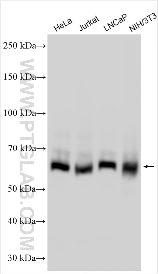 Western Blot (WB) analysis of various lysates using ARIH1 Polyclonal antibody (14949-1-AP)
