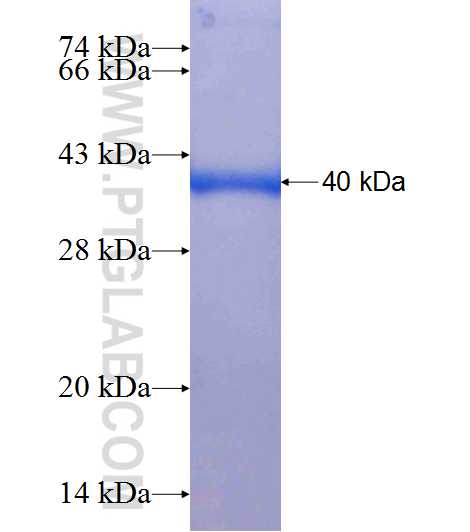 ARIH1 fusion protein Ag6584 SDS-PAGE
