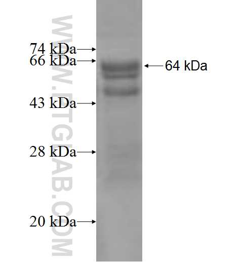 ARIH2 fusion protein Ag6507 SDS-PAGE