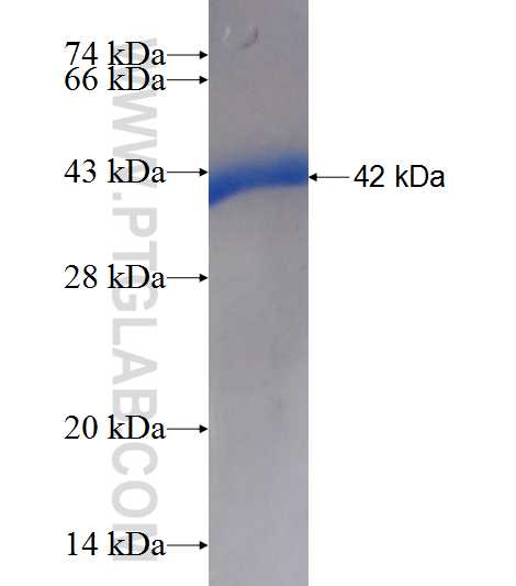 ARIH2 fusion protein Ag6611 SDS-PAGE