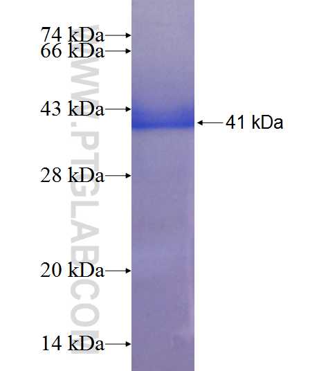 ARIP2; SYNJ2BP fusion protein Ag8130 SDS-PAGE