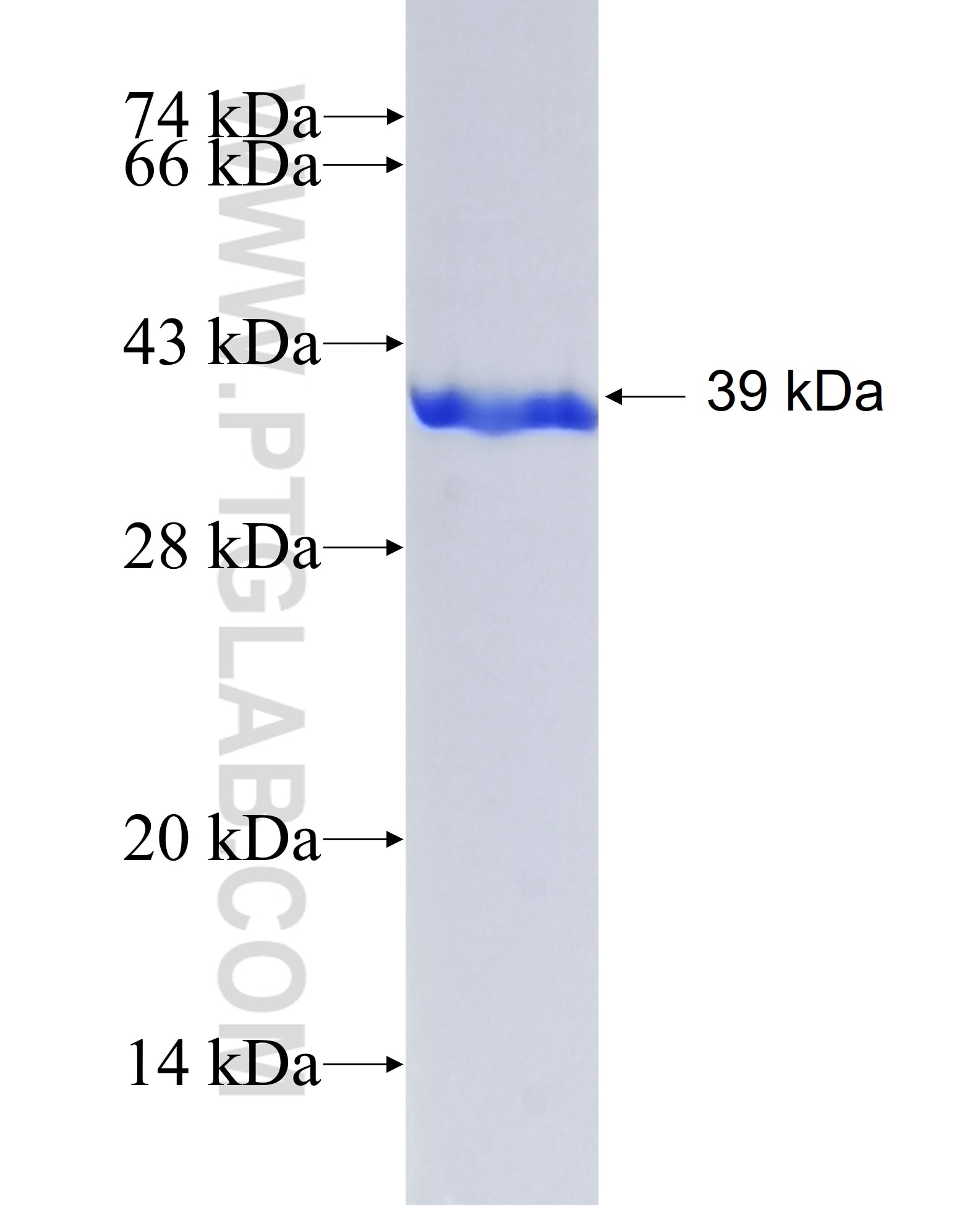 ARIP2; SYNJ2BP fusion protein Ag8130 SDS-PAGE