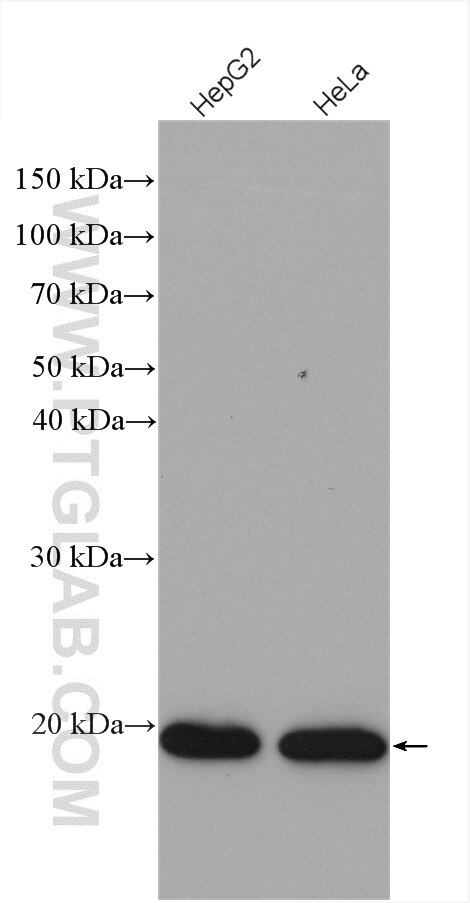Western Blot (WB) analysis of various lysates using ARL1 Polyclonal antibody (16012-1-AP)