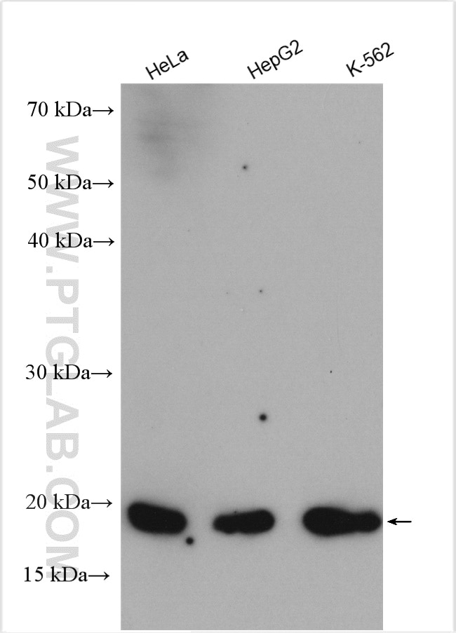 Western Blot (WB) analysis of various lysates using ARL1 Polyclonal antibody (16012-1-AP)