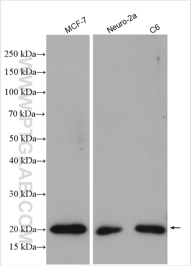 Western Blot (WB) analysis of various lysates using ARL1 Polyclonal antibody (16012-1-AP)