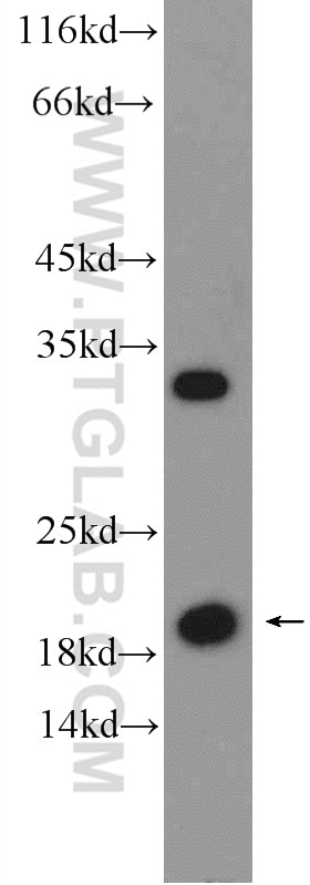 Western Blot (WB) analysis of mouse liver tissue using ARL1 Polyclonal antibody (16012-1-AP)