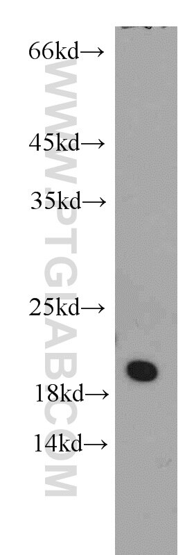 Western Blot (WB) analysis of K-562 cells using ARL1 Polyclonal antibody (16012-1-AP)