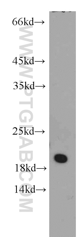 Western Blot (WB) analysis of K-562 cells using ARL1 Polyclonal antibody (16012-1-AP)