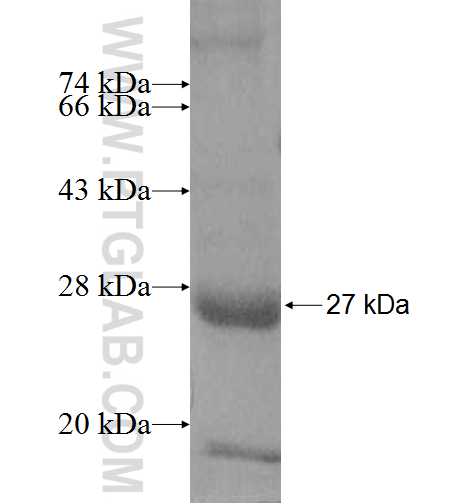 ARL1 fusion protein Ag8564 SDS-PAGE