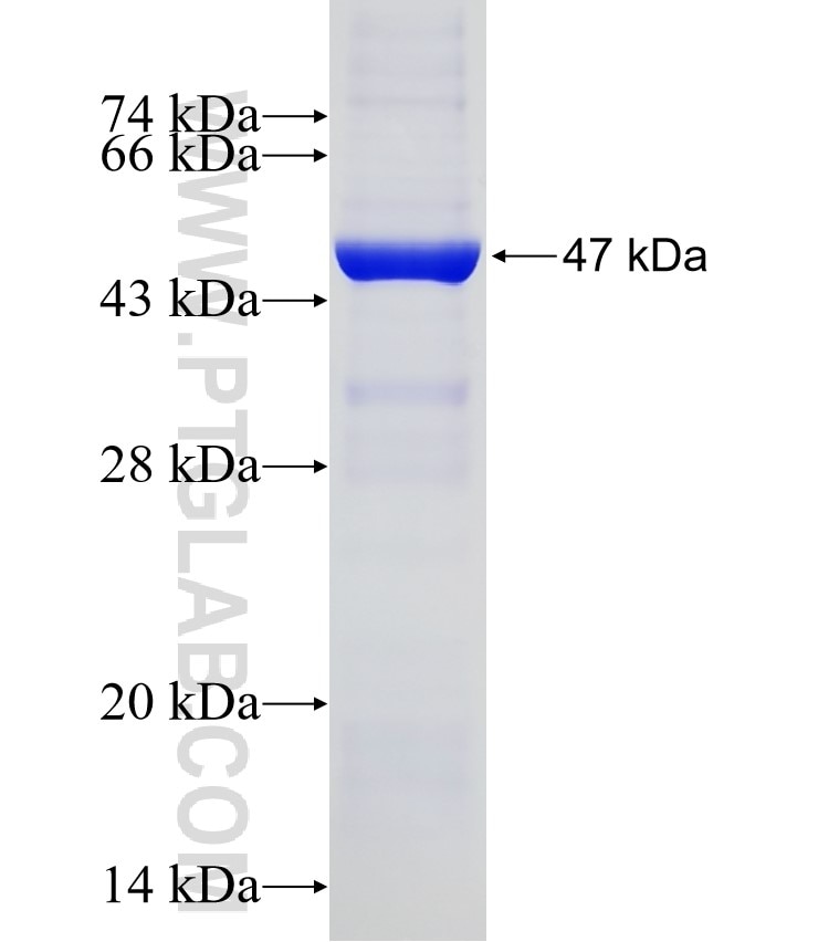 ARL1 fusion protein Ag8770 SDS-PAGE
