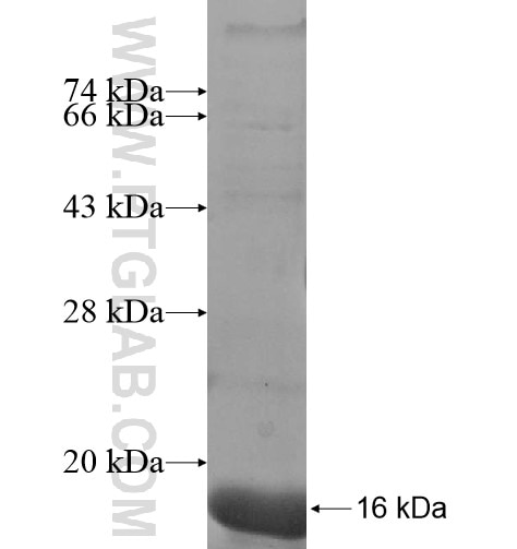 ARL10 fusion protein Ag11476 SDS-PAGE