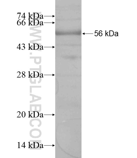 ARL13A fusion protein Ag19316 SDS-PAGE