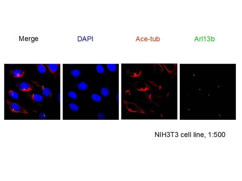 Immunofluorescence (IF) / fluorescent staining of NIH3T3 cells using ARL13B Polyclonal antibody (17711-1-AP)