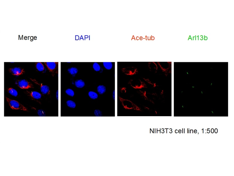 ARL13B Polyclonal antibody