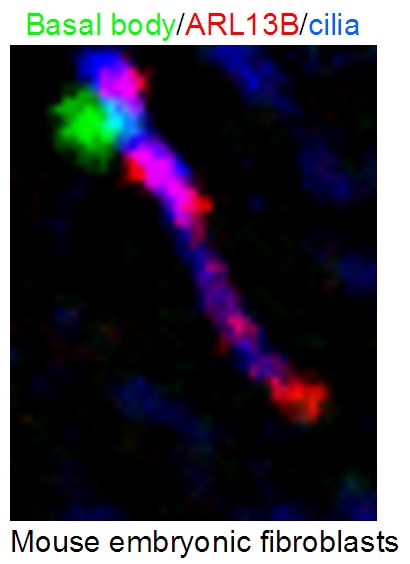 Immunofluorescence (IF) / fluorescent staining of mouse embryonic fibroblasts using ARL13B Polyclonal antibody (17711-1-AP)