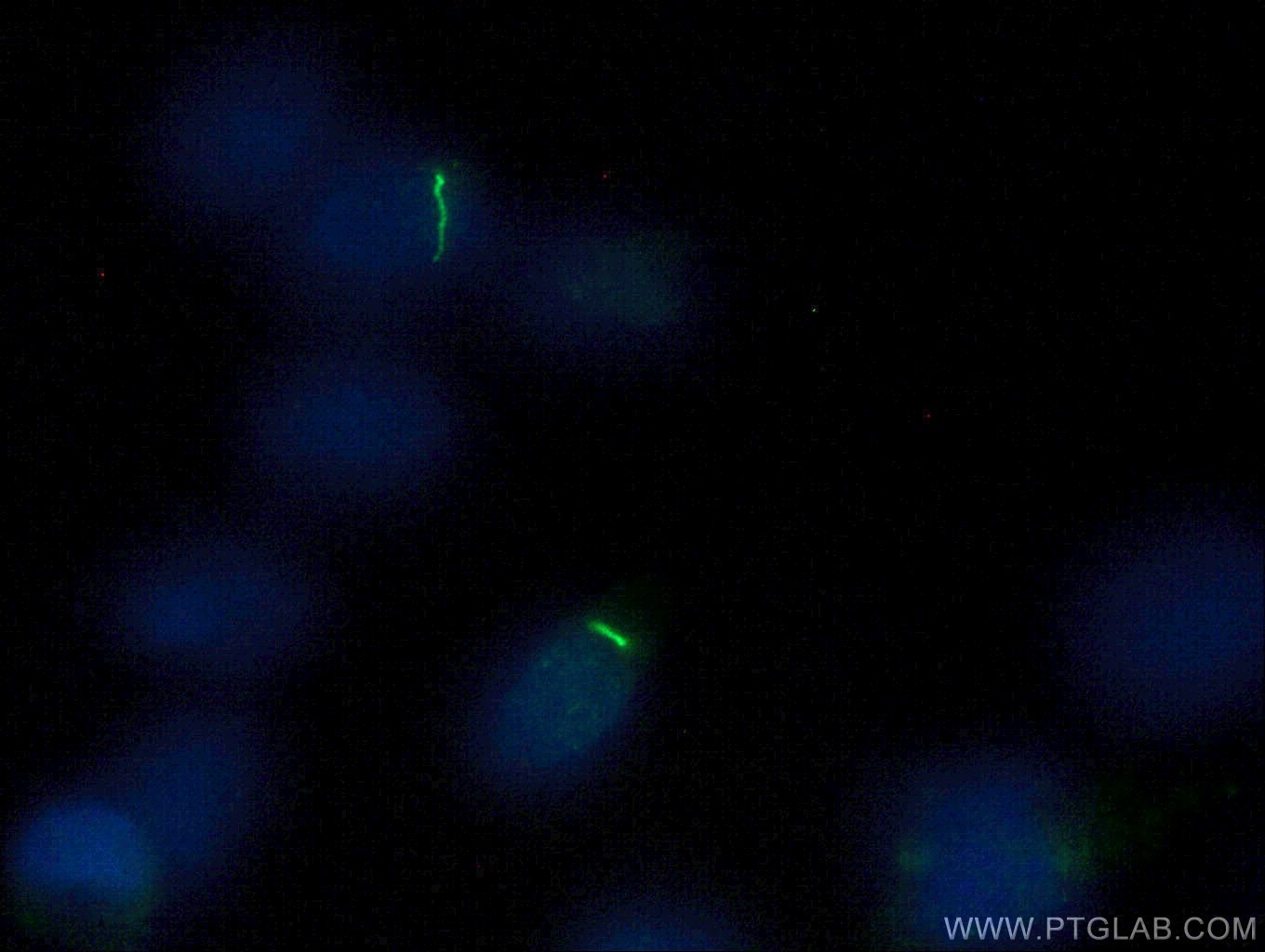 Immunofluorescence (IF) / fluorescent staining of MDCK cells using ARL13B Polyclonal antibody (17711-1-AP)