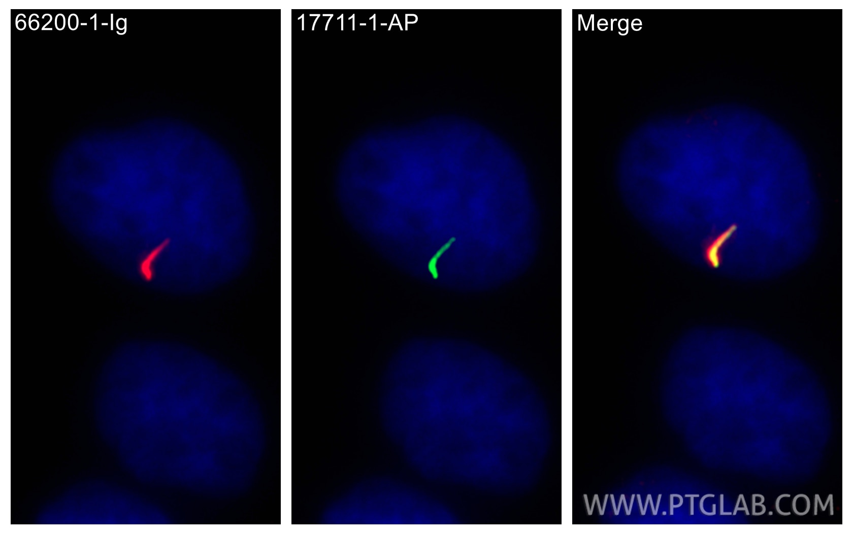 Immunofluorescence (IF) / fluorescent staining of MDCK cells using ARL13B Polyclonal antibody (17711-1-AP)