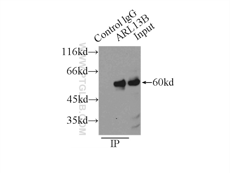 Immunoprecipitation (IP) experiment of L02 cells using ARL13B Polyclonal antibody (17711-1-AP)