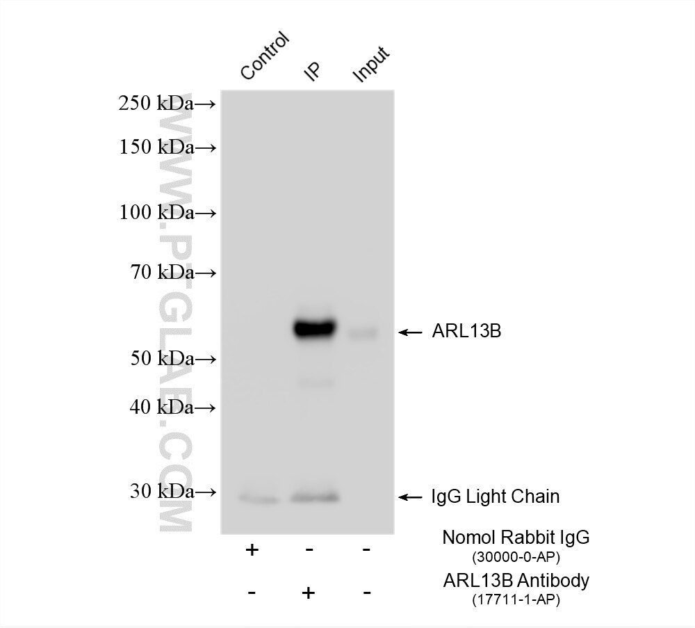 Immunoprecipitation (IP) experiment of L02 cells using ARL13B Polyclonal antibody (17711-1-AP)