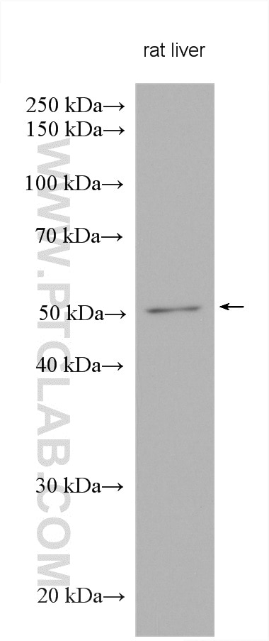Western Blot (WB) analysis of various lysates using ARL13B Polyclonal antibody (17711-1-AP)