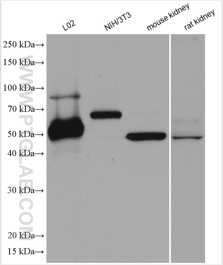 Western Blot (WB) analysis of various lysates using ARL13B Polyclonal antibody (17711-1-AP)