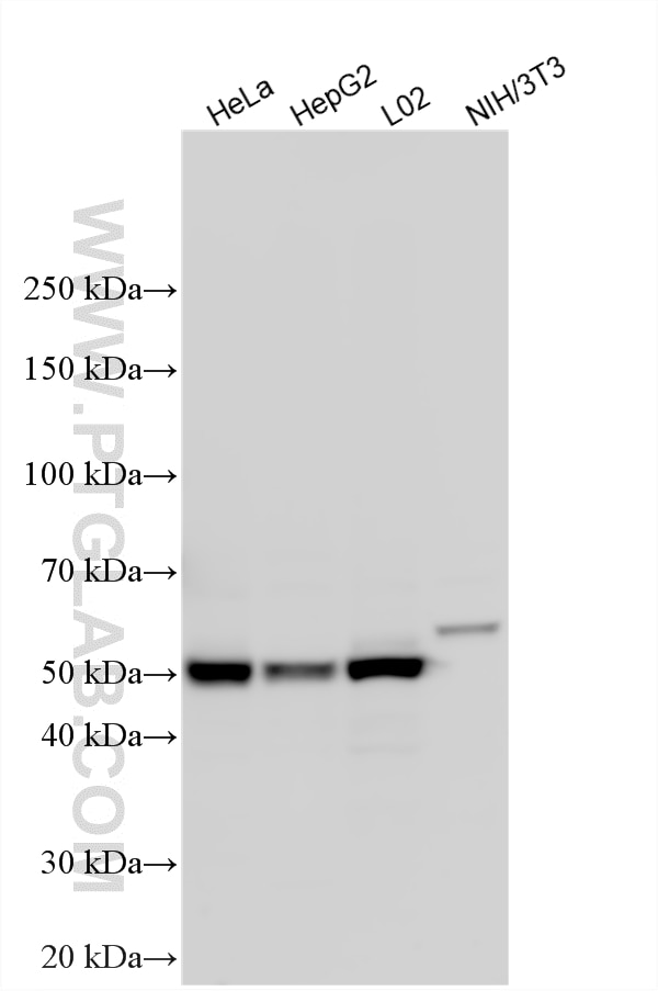 Western Blot (WB) analysis of various lysates using ARL13B Polyclonal antibody (17711-1-AP)
