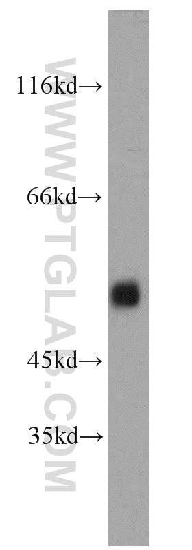 Western Blot (WB) analysis of L02 cells using ARL13B Polyclonal antibody (17711-1-AP)