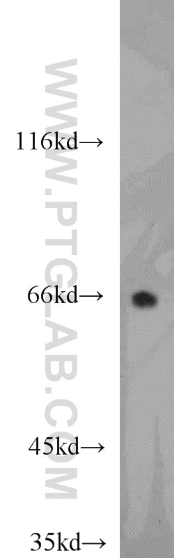 Western Blot (WB) analysis of NIH/3T3 cells using ARL13B Polyclonal antibody (17711-1-AP)