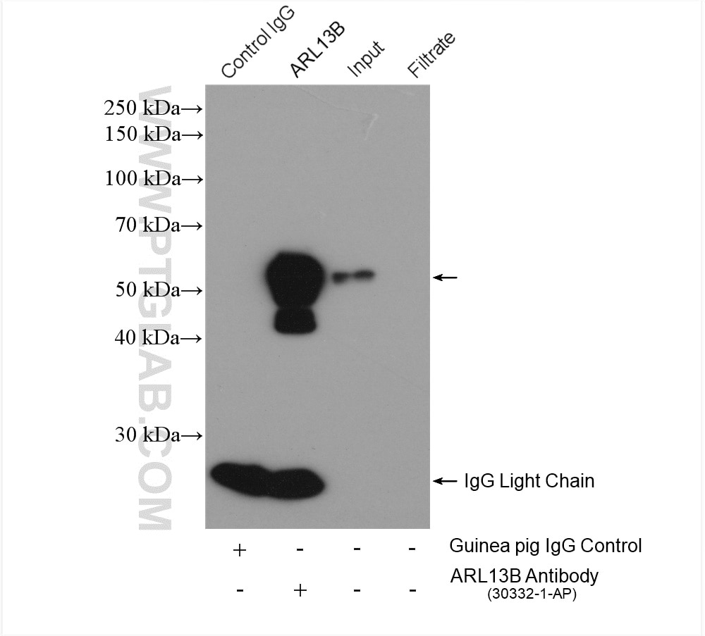 Immunoprecipitation (IP) experiment of L02 cells using ARL13B Polyclonal antibody (30332-1-AP)