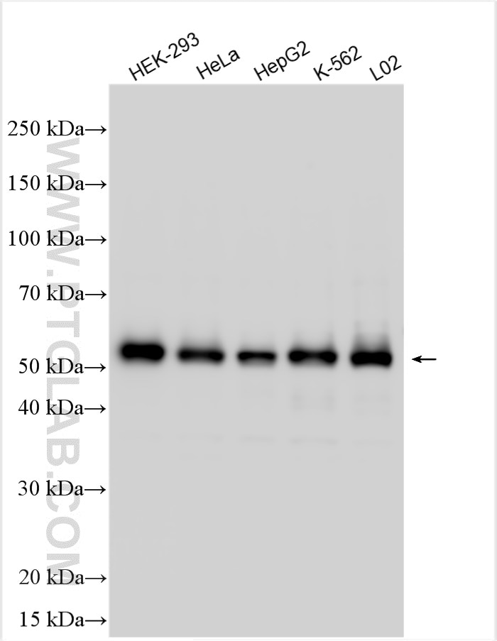 Western Blot (WB) analysis of various lysates using ARL13B Polyclonal antibody (30332-1-AP)