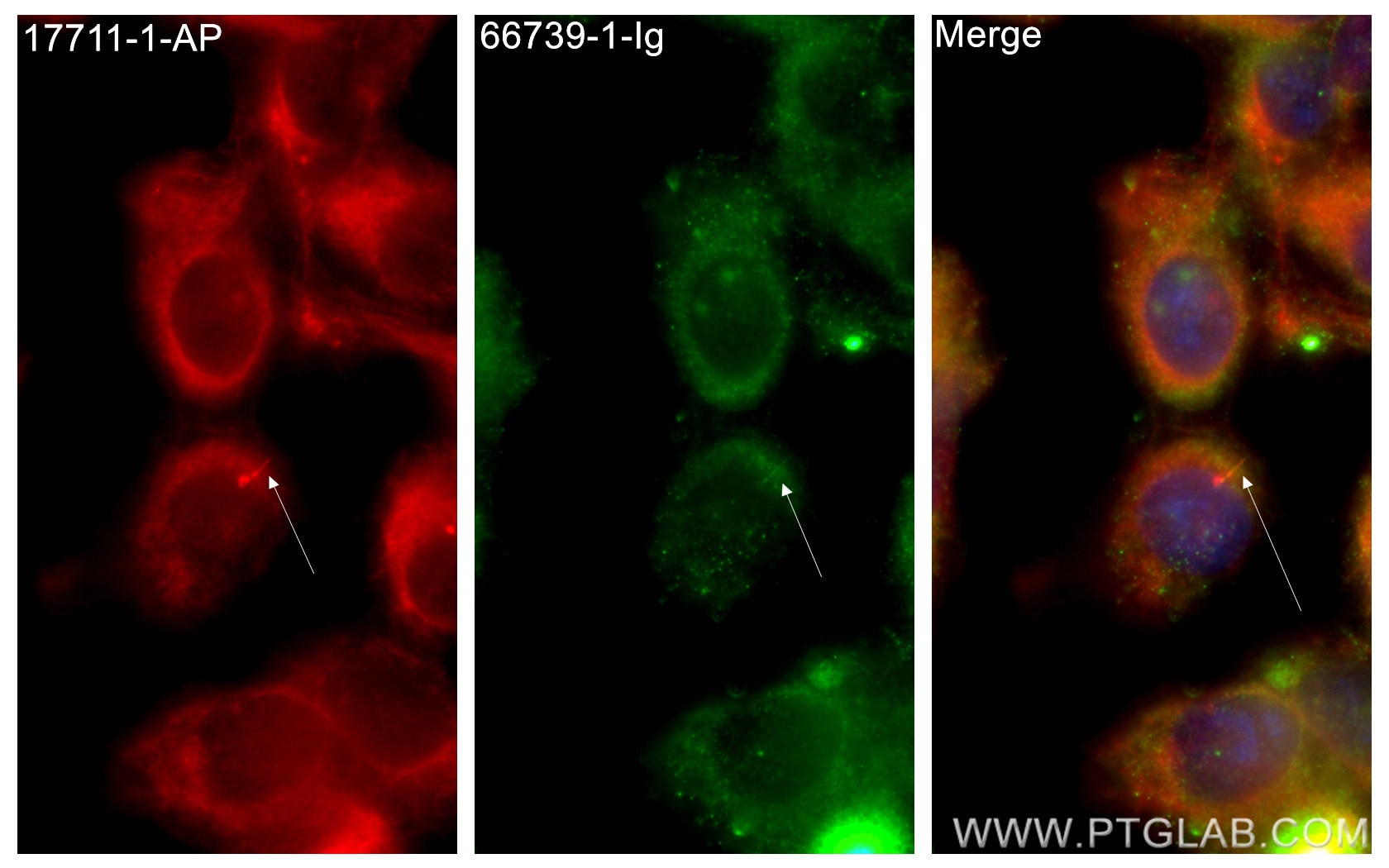 Immunofluorescence (IF) / fluorescent staining of hTERT-RPE1 cells using ARL13B Monoclonal antibody (66739-1-Ig)