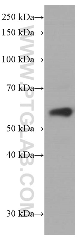 Western Blot (WB) analysis of HepG2 cells using ARL13B Monoclonal antibody (66739-1-Ig)