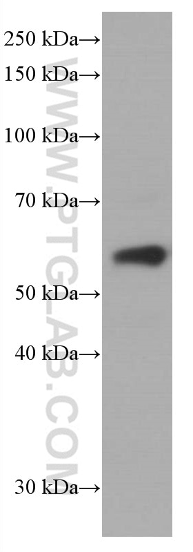 WB analysis of HepG2 using 66739-1-Ig