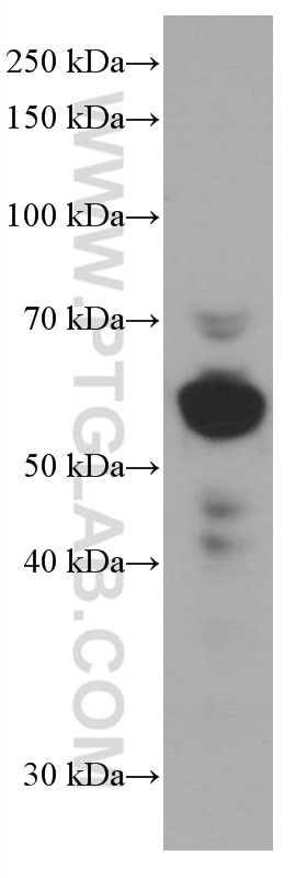 Western Blot (WB) analysis of HEK-293 cells using ARL13B Monoclonal antibody (66739-1-Ig)