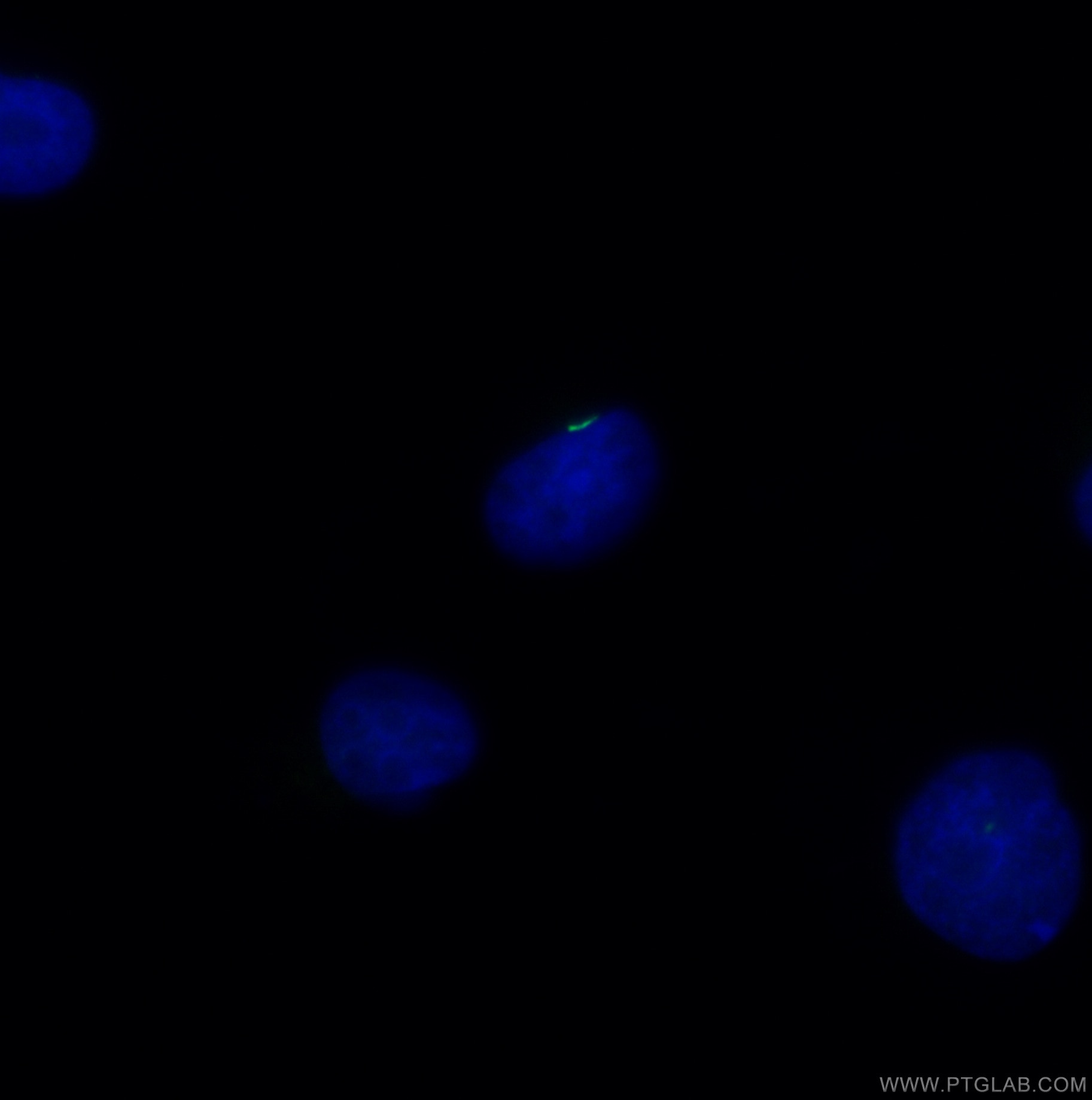 Immunofluorescence (IF) / fluorescent staining of MDCK cells using CoraLite® Plus 488-conjugated ARL13B Polyclonal an (CL488-17711)