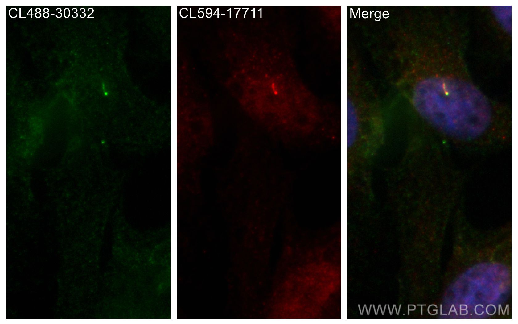 IF Staining of MDCK using CL488-30332
