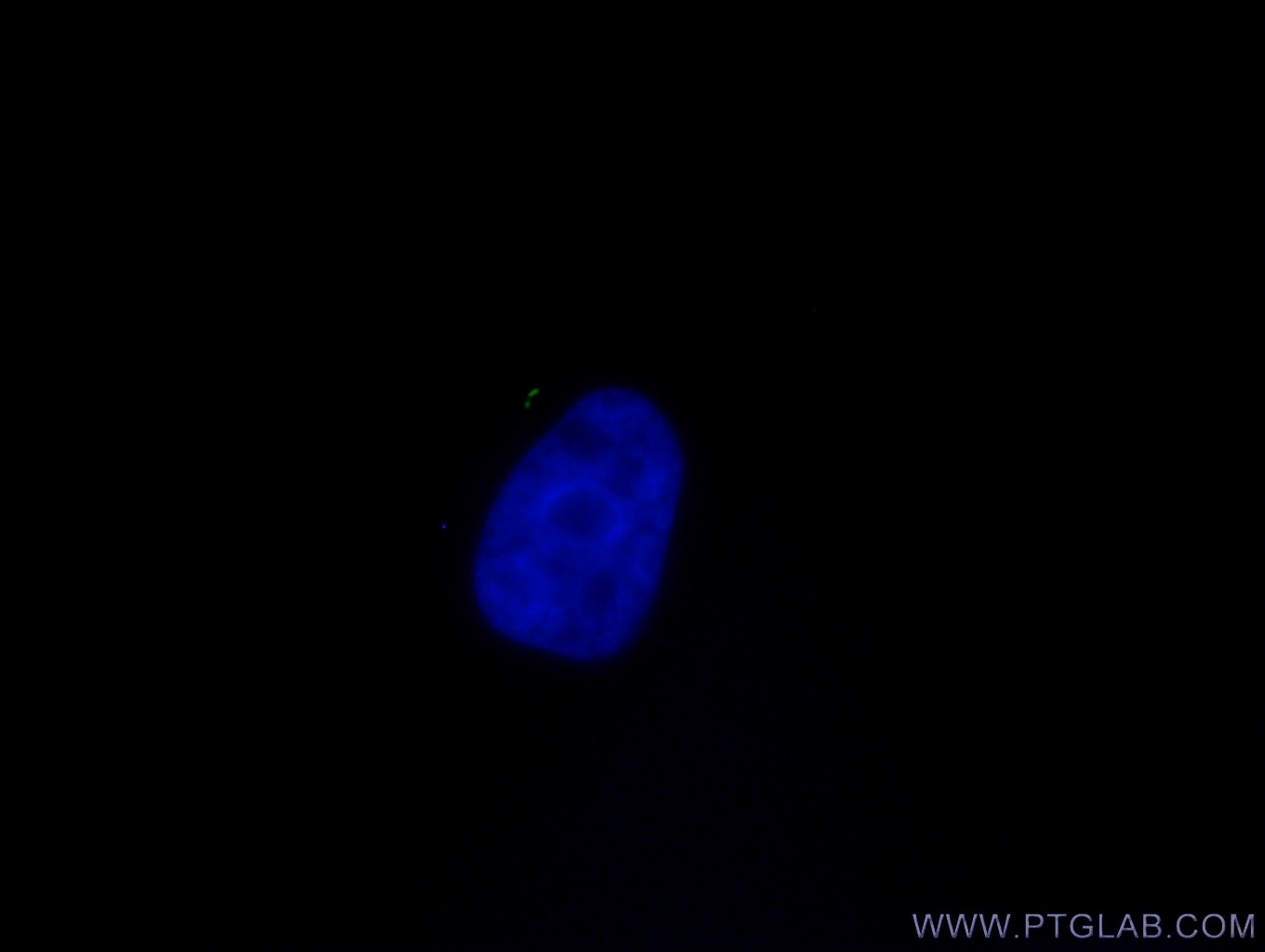 Immunofluorescence (IF) / fluorescent staining of MDCK cells using CoraLite® Plus 488-conjugated ARL13B Monoclonal an (CL488-66739)