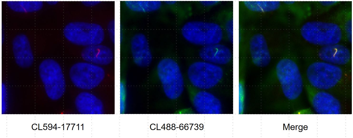 IF Staining of hTERT-RPE1 using CL488-66739