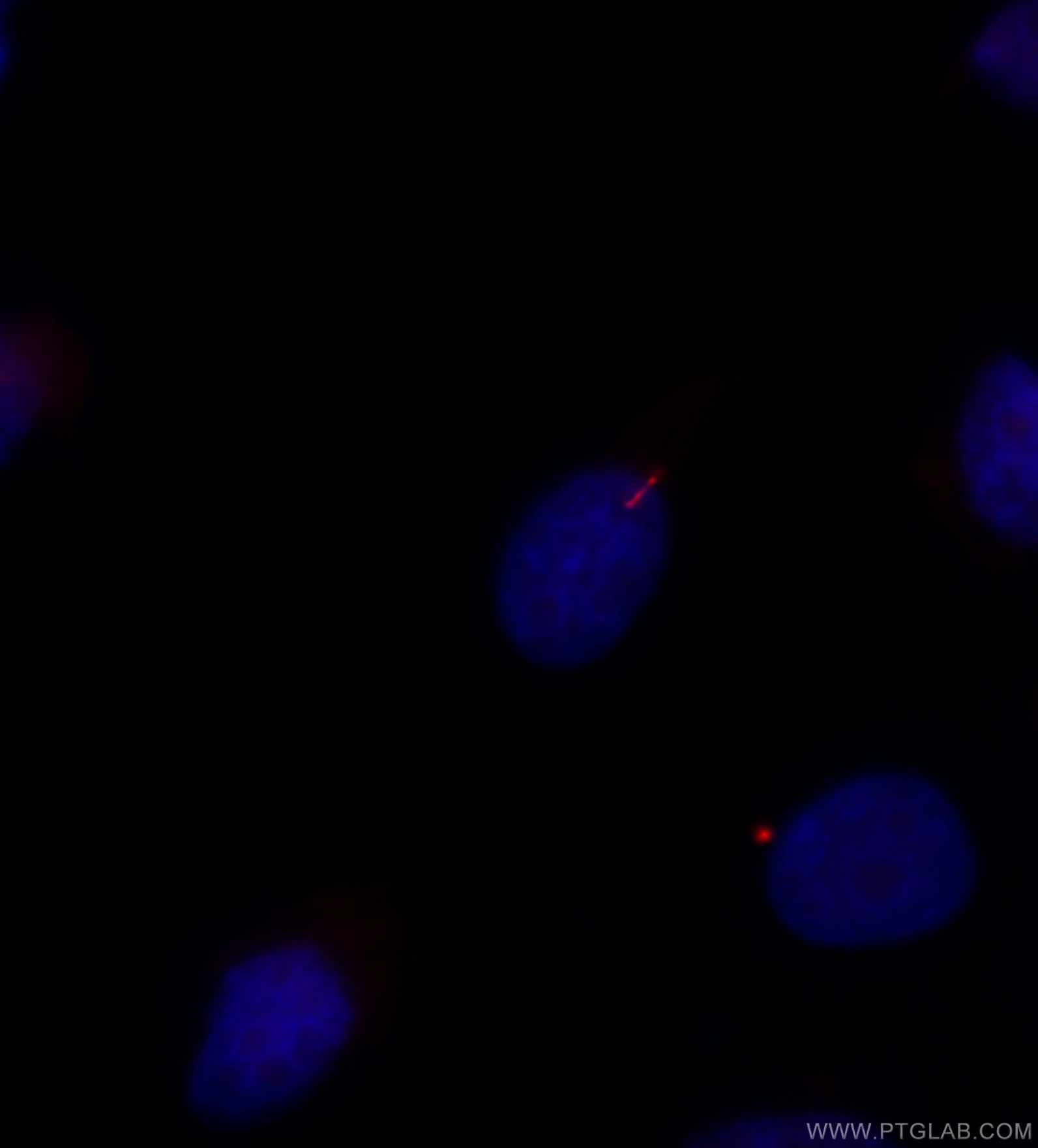 IF Staining of MDCK using CL594-17711