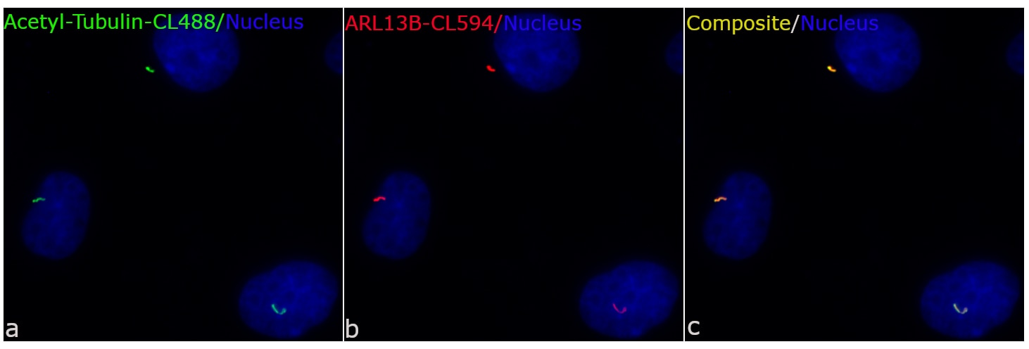 Immunofluorescence (IF) / fluorescent staining of MDCK cells using CoraLite®594-conjugated ARL13B Polyclonal antibody (CL594-17711)