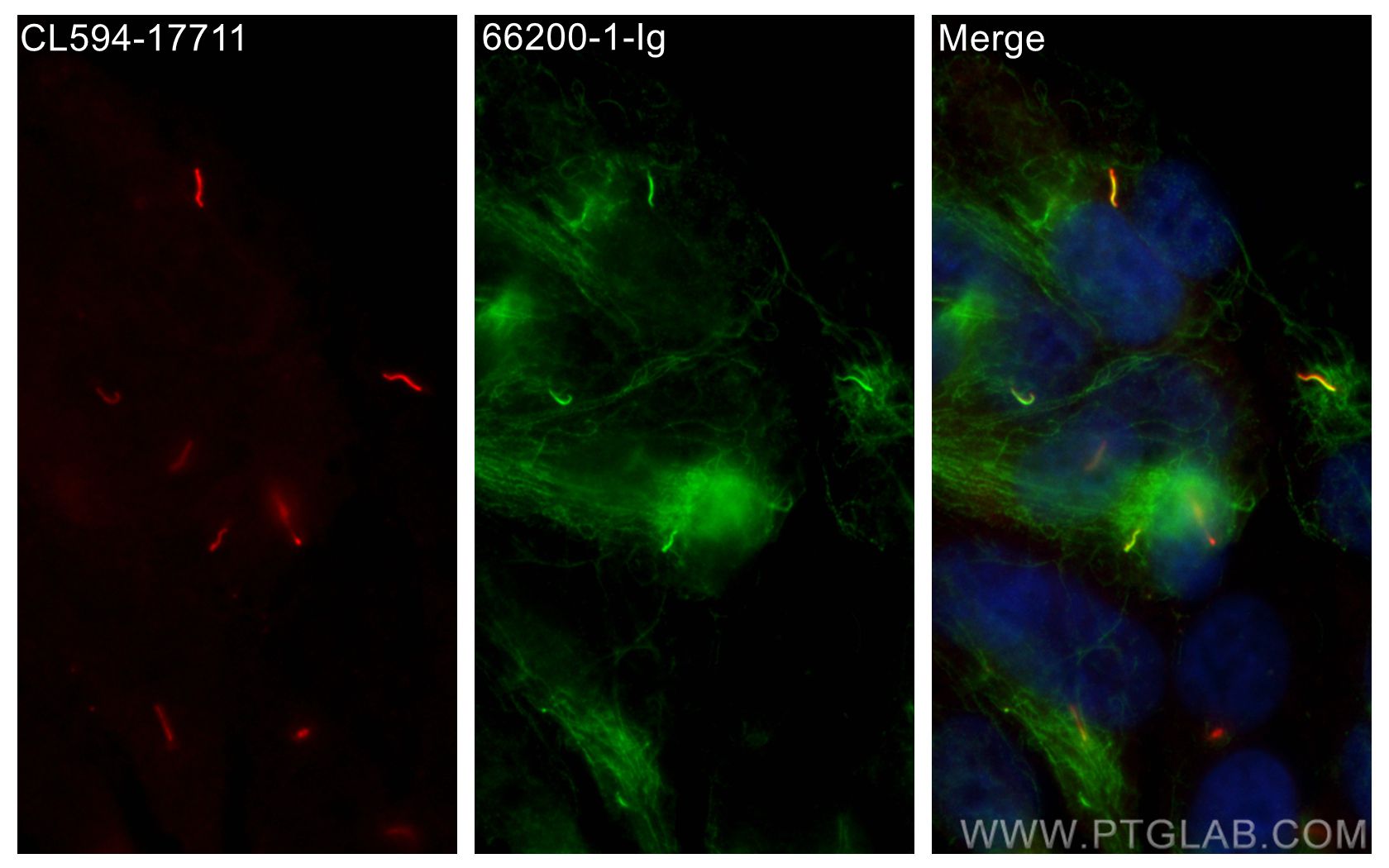 Immunofluorescence (IF) / fluorescent staining of hTERT-RPE1 cells using CoraLite®594-conjugated ARL13B Polyclonal antibody (CL594-17711)