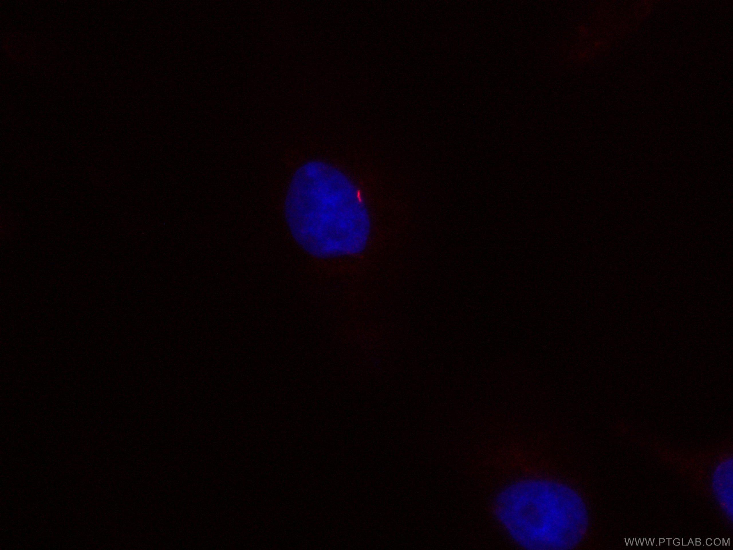 Immunofluorescence (IF) / fluorescent staining of MDCK cells using CoraLite®594-conjugated ARL13B Monoclonal antibody (CL594-66739)