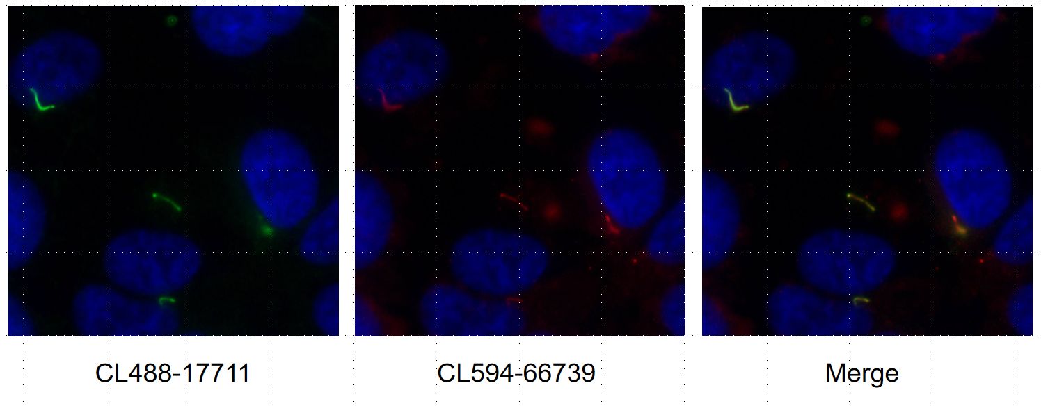 Immunofluorescence (IF) / fluorescent staining of hTERT-RPE1 cells using CoraLite®594-conjugated ARL13B Monoclonal antibody (CL594-66739)
