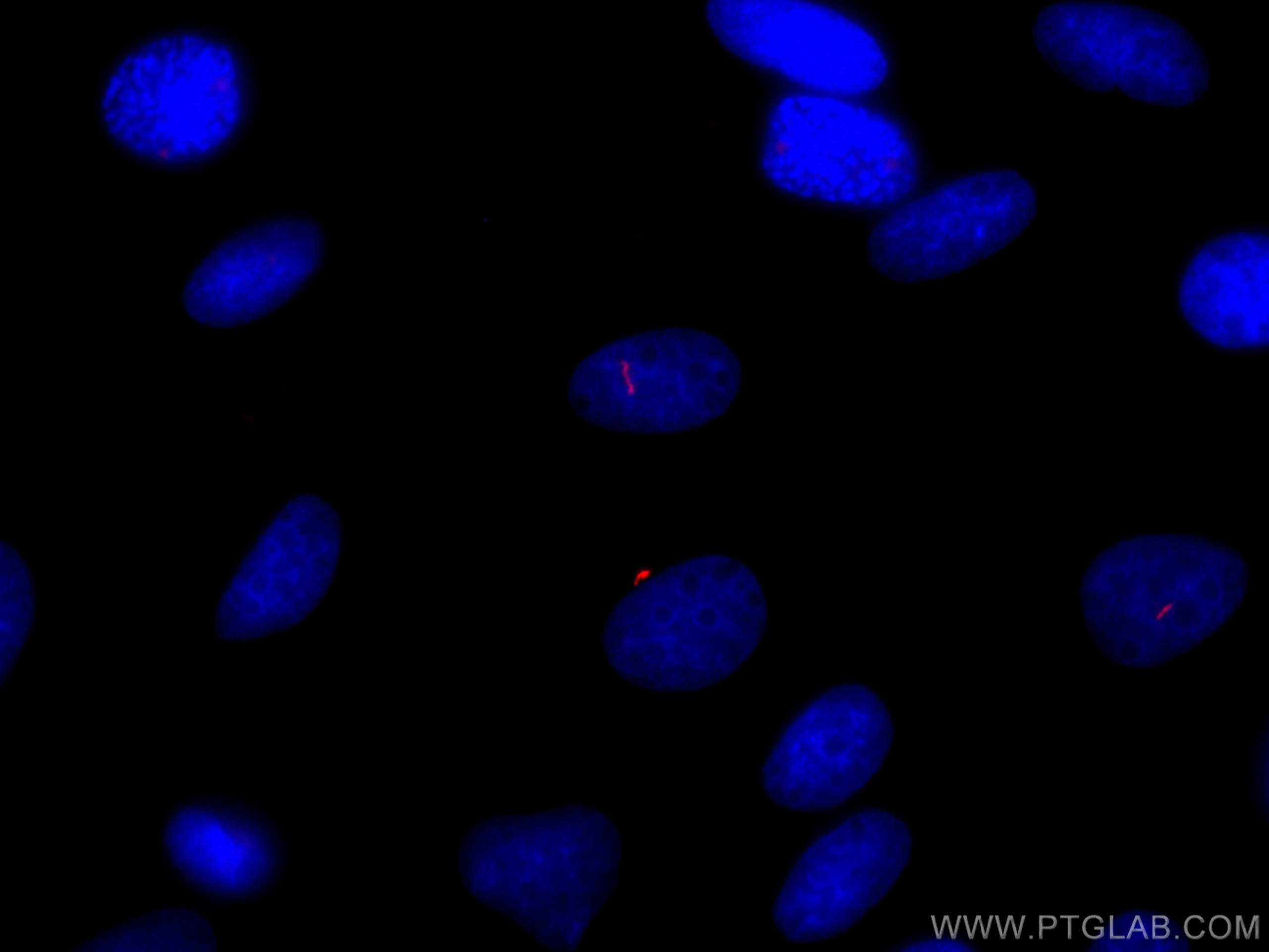 Immunofluorescence (IF) / fluorescent staining of MDCK cells using CoraLite® Plus 647-conjugated ARL13B Polyclonal an (CL647-17711)