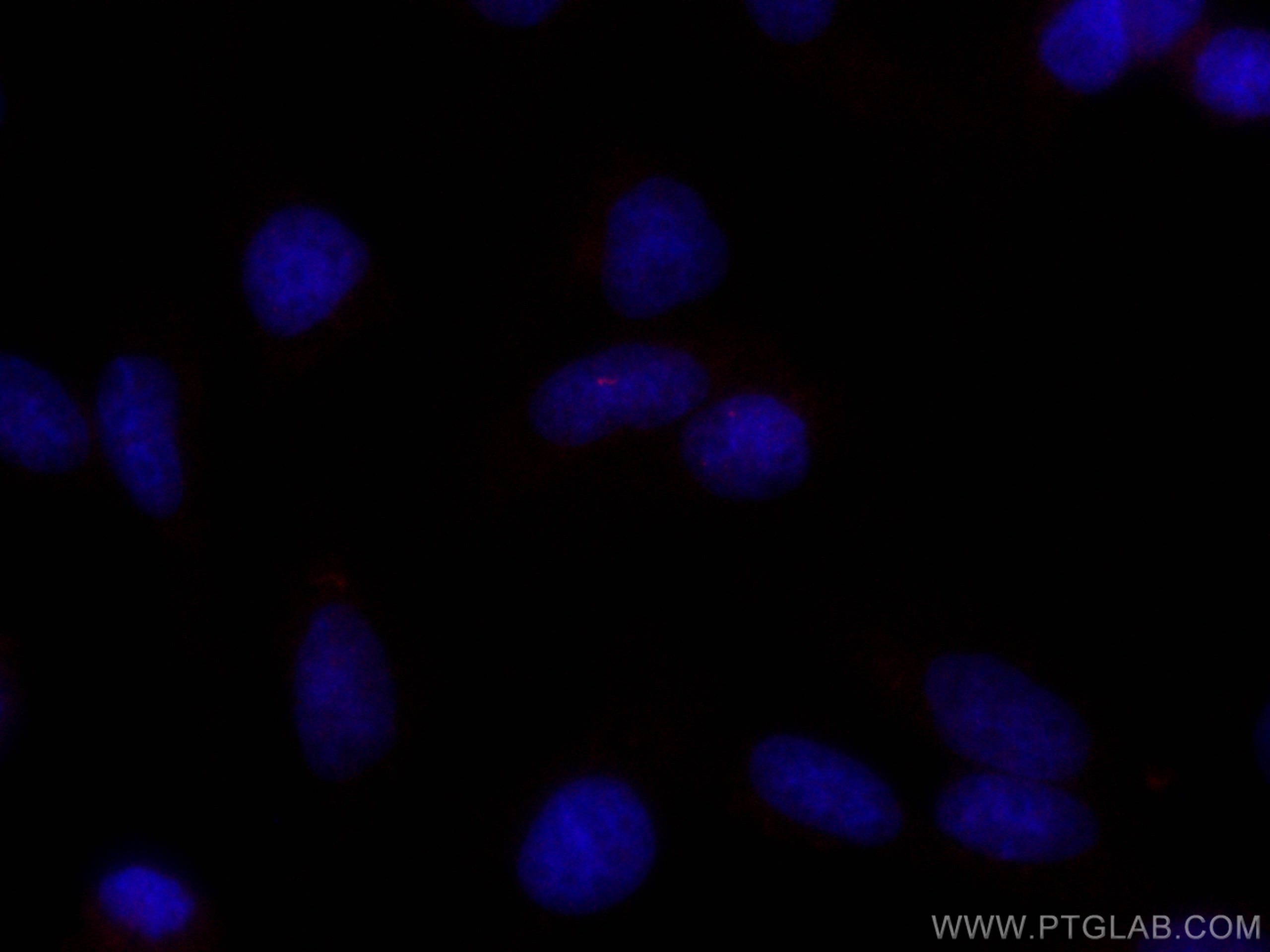 Immunofluorescence (IF) / fluorescent staining of MDCK cells using CoraLite® Plus 647-conjugated ARL13B Monoclonal an (CL647-66739)