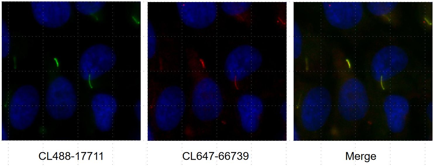 Immunofluorescence (IF) / fluorescent staining of hTERT-RPE1 cells using CoraLite® Plus 647-conjugated ARL13B Monoclonal an (CL647-66739)